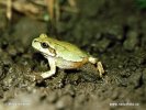 Rosnička japonská (Hyla japonica)